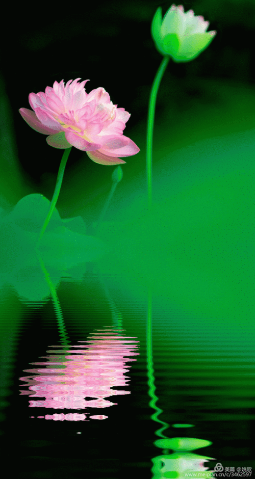 720_1353竖版 竖屏gif 动态图 动图