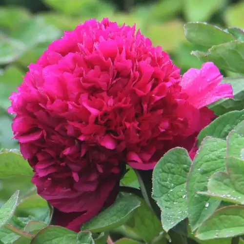 晓浩 正宗牡丹花苗带芽孢发货观赏花洛阳红牡丹庭院植物盆栽重瓣多