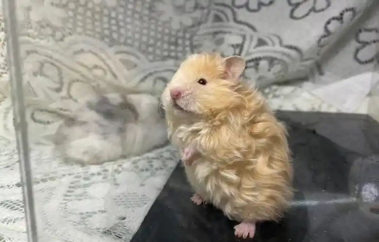 绝绝子的面纹蜜