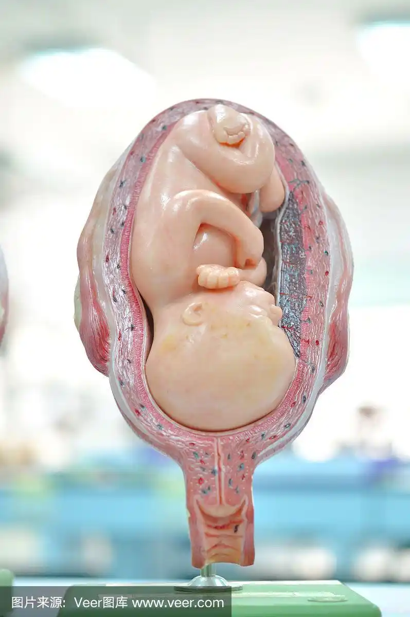 胎儿,数字7,月,胎盘,子宫颈