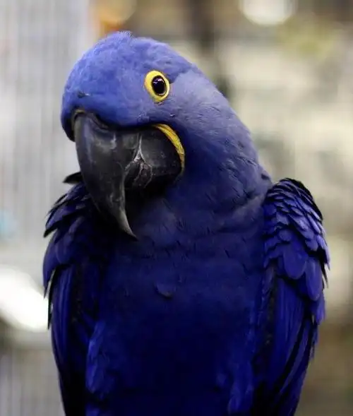 美丽的蓝色淘气包金刚鹦鹉,价格不敢听!