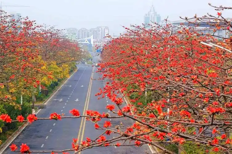 木棉花是南方地区的特产,又叫英雄花,花开娇艳,躯干粗壮挺拔,如英雄般