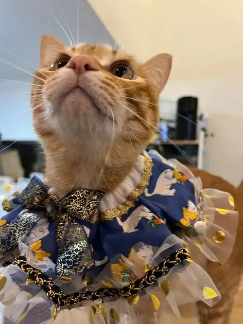 来自@胡三索百岁又是女装大佬的样子新买了立柜装一些碗碟酒,虽然我的