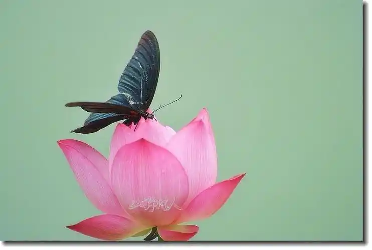 蝴蝶恋荷花
