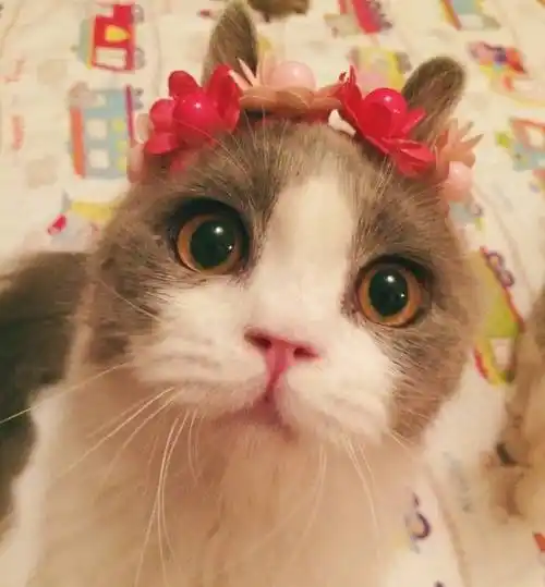 头像分享,那些萌死人的喵星人