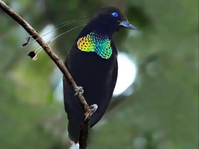 六线风鸟---来自天竺的鸟