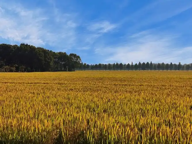 秋天的田野,丰收的田野,充满希望的田野!