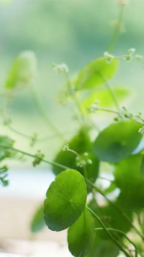 精选小清新绿色锁屏,高清图片,手机锁屏桌面-壁纸族