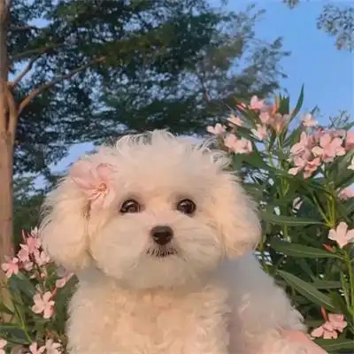 超治愈很可爱的金毛秋田狗狗头像