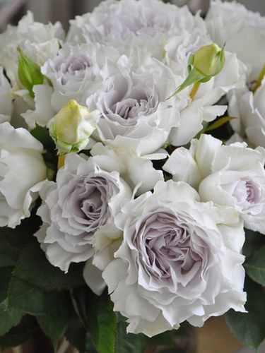 加百列大天使 灌木河本浓香大花 多季节扦插盆栽