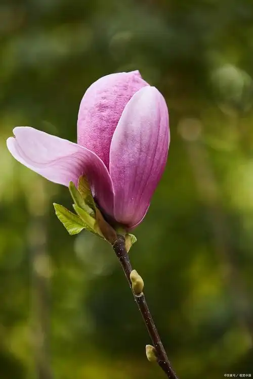 玉兰花:优雅高贵的花卉之王
