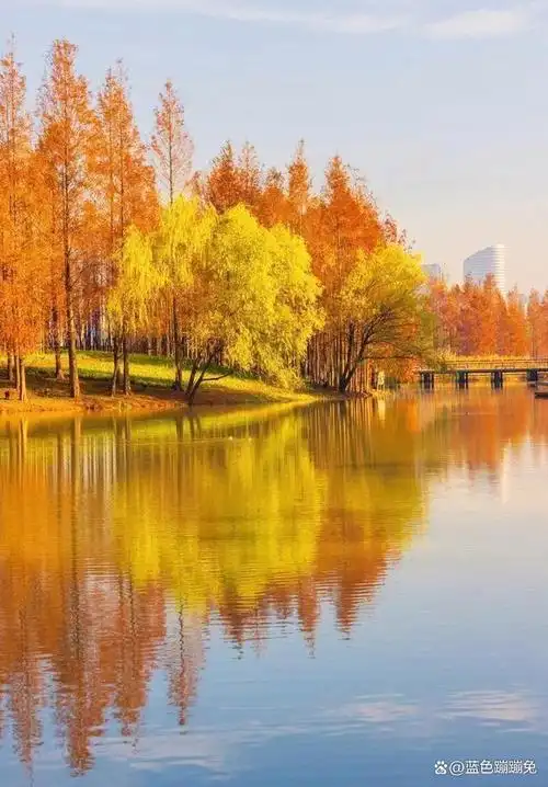 手机拍秋景,设置好几个参数,同样也能拍出高清唯美图