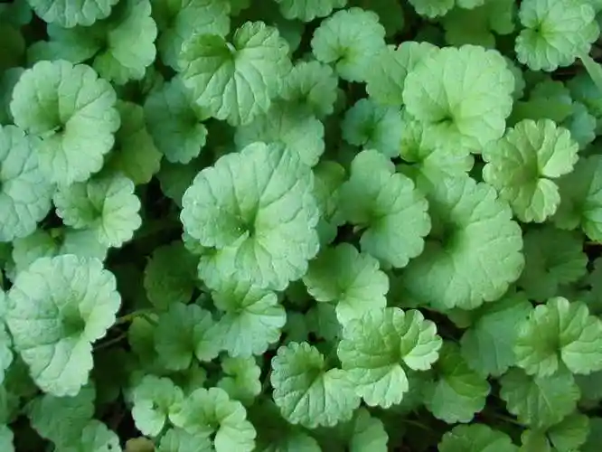 金钱草图片大全大图(中药金钱草图片大全大图) - 123植物网