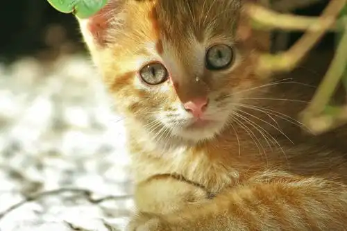 可爱的小猫咪 猫 手机摄影图片