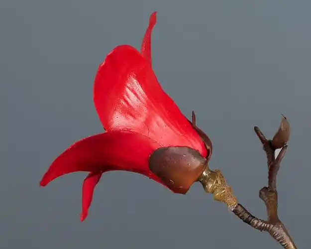 中式古典手感仿真木棉花家居装饰假花仿真英雄花婚庆花桌面花艺