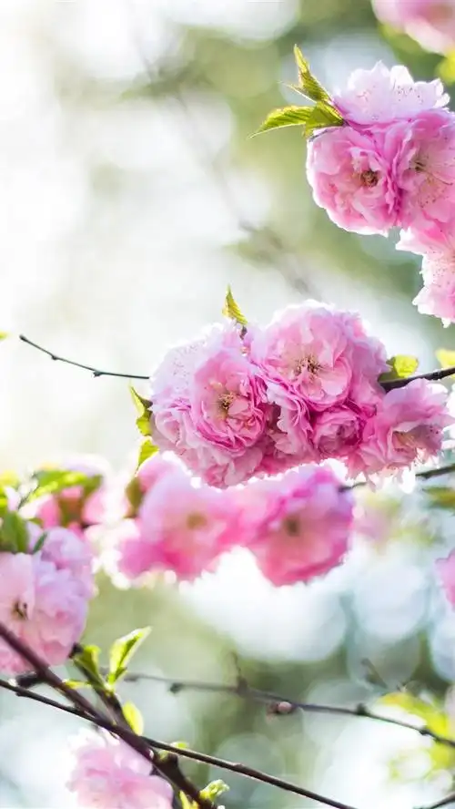 壁纸 春天,粉红色的桃花盛开,朦胧 3840x2160 uhd 4k 高清壁纸, 图片