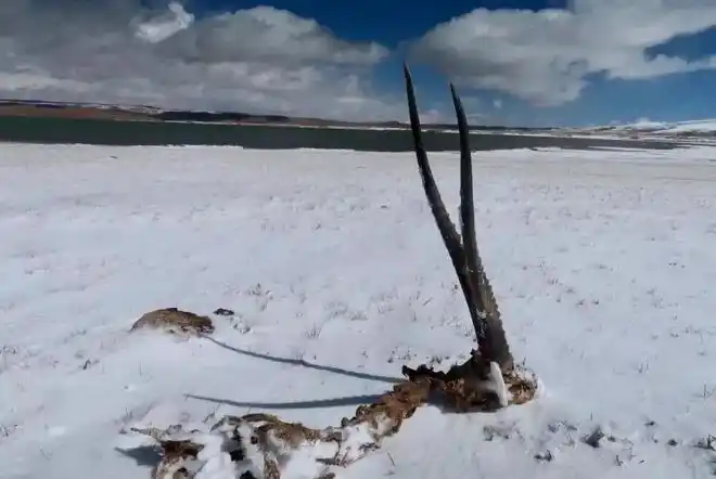 心情烦躁来可可西里无人区散心?代价有点大