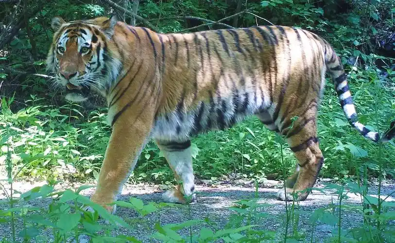 观长白丨好运来野生东北虎拜年啦独家视频看过来