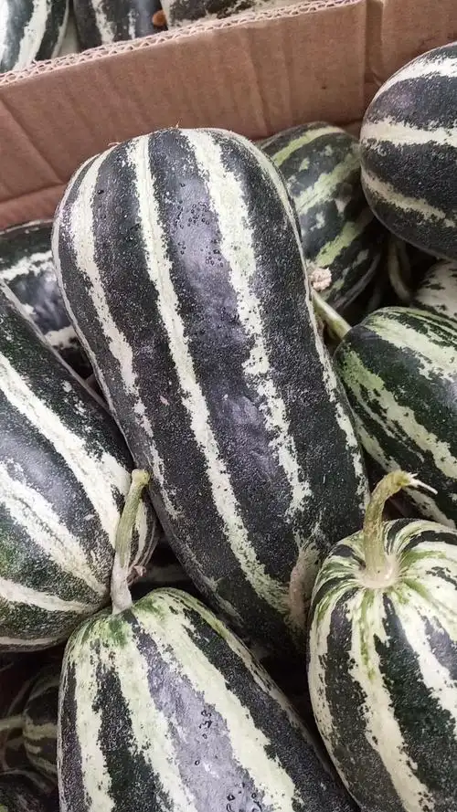 本园甜瓜镇平只此一家,品种非常好吃,你要是不信可以来品尝,园里的瓜