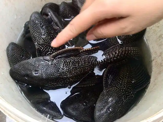 大家帮忙看看这个是什么鱼,我没有见过不知道能不能吃?