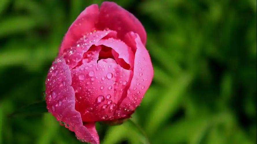 鲜艳芍药花图片壁纸大全 芍药花,粉色鲜花,唯美花朵,浪漫鲜花