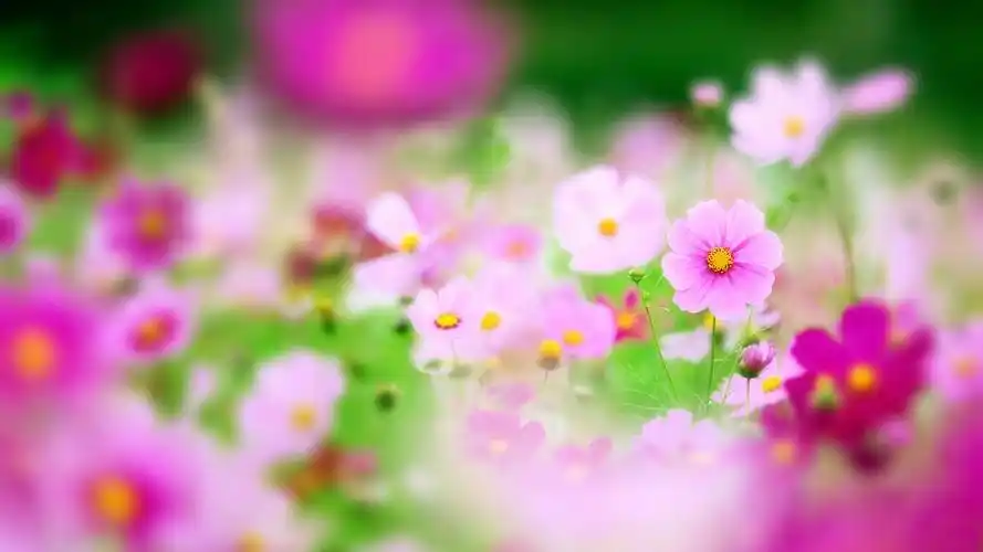 自然花朵景色图片,高清图片,电脑桌面-壁纸族