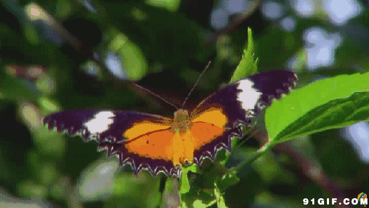 蝴蝶飞动态图gif:蝴蝶