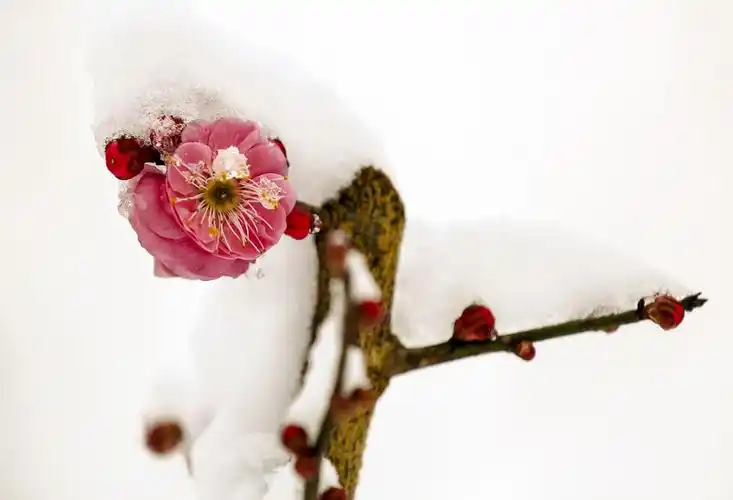 红梅傲雪