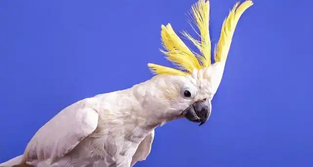 白凤头鹦鹉国内能养吗