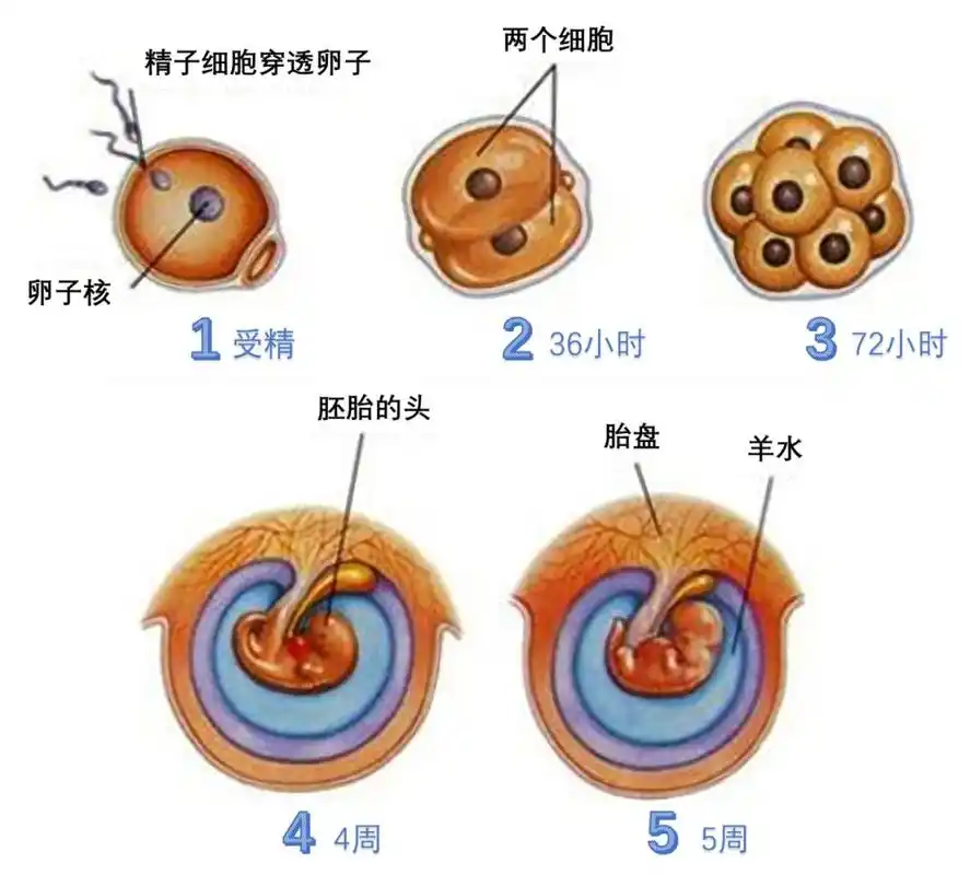 返朴图2.受精卵形成并分化为胚胎和胎盘的过程.丨来源http://www.