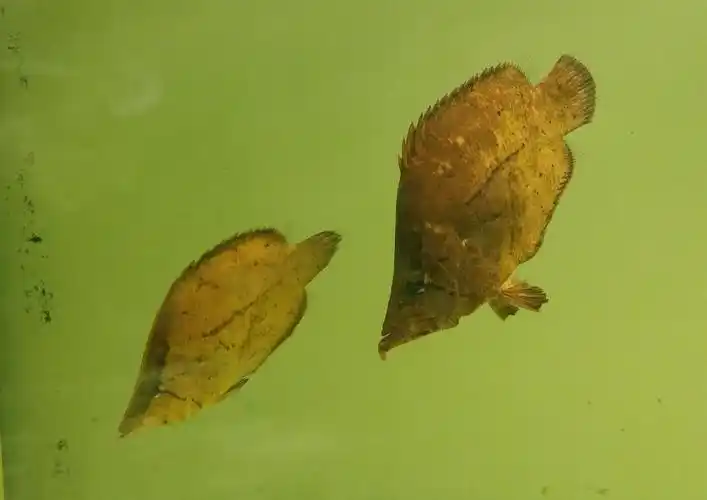 出售两条枯叶鱼