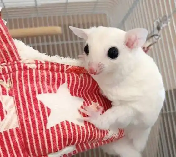 怎样看蜜袋鼯养得好不好,健不健康?