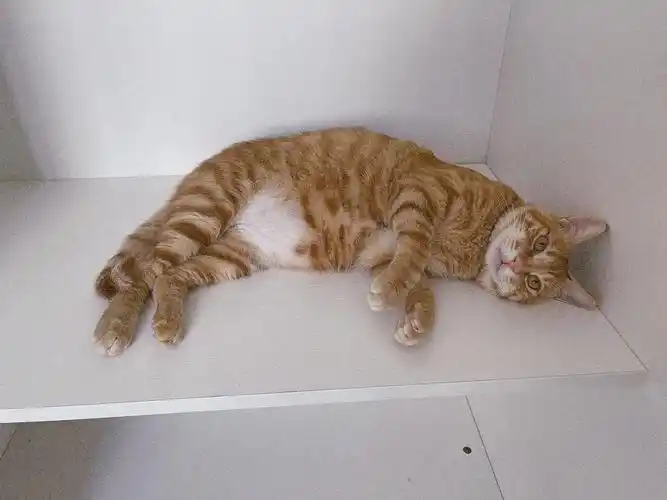 成年橘猫弟弟124斤是不是有点瘦啊