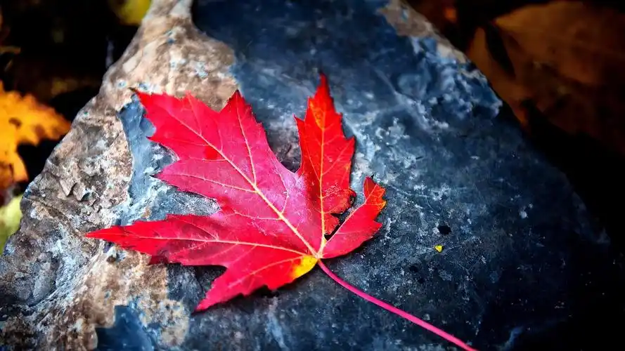 秋天火红色枫叶壁纸_秋天最美风景枫叶
