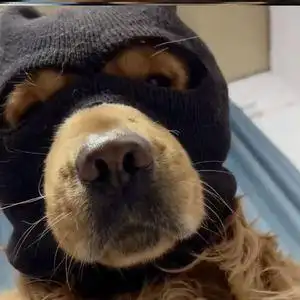 狗匪头套狗狗搞笑头套抖音同款恶搞狗狗拍照道具狗匪打劫遛狗面罩