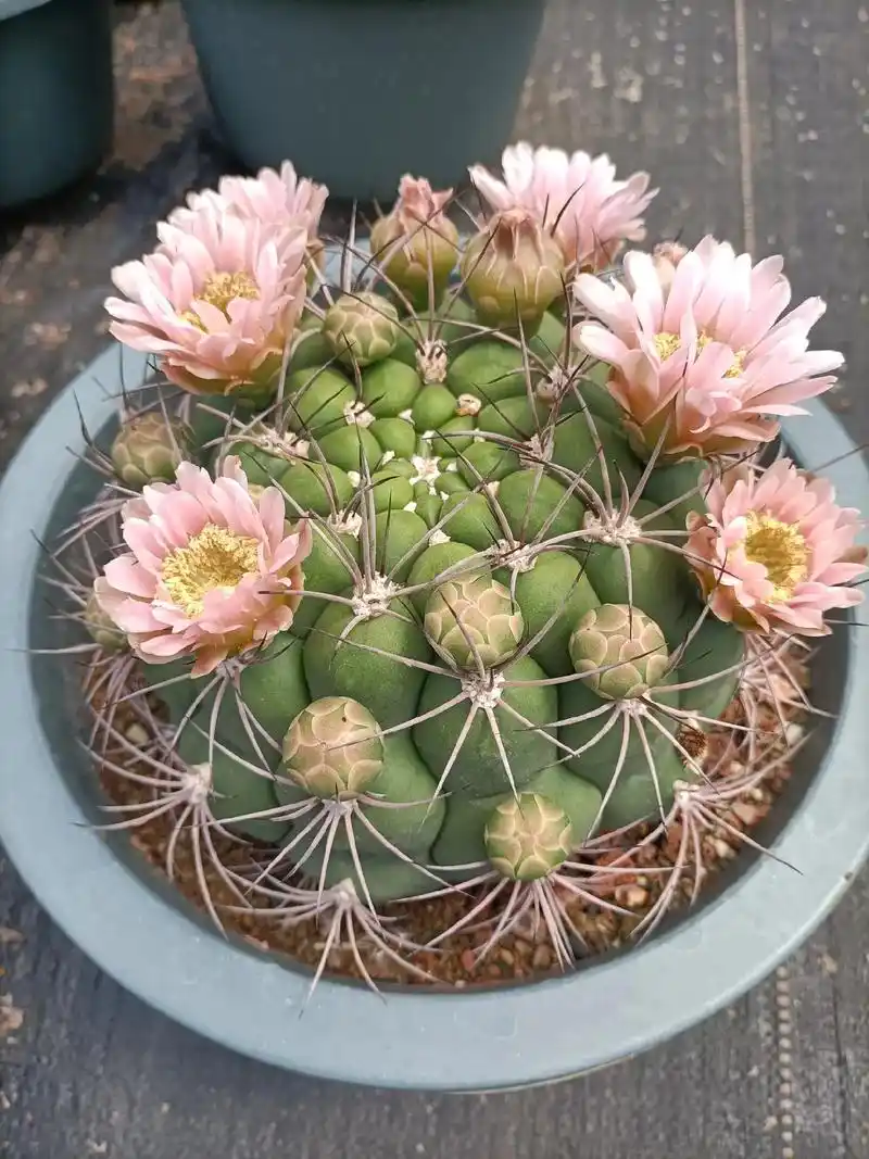 仙人球新天地,全花苞.#仙人球开花 #花卉基地 #爱生活爱养 - 抖音