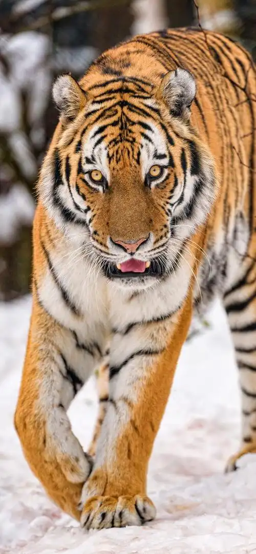 你们要的老虎壁纸来了 全面屏手机高清壁纸