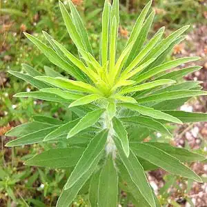 正宗天然新鲜中草药小飞蓬 白酒草 臭艾 祁州一枝蒿全草1000g包邮