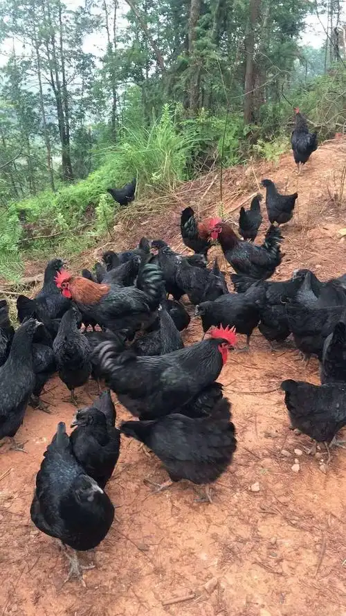 宗正的自家农场山上放养的五黑土鸡加绿壳鸡蛋大量出售13627972778
