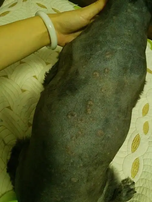 狗狗病了,后背起了好多红痘痘,求助!