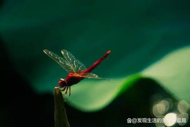 小时候去游泳时经常拿着树枝在水上一扫一拍,就会把低飞的蜻蜓拍到
