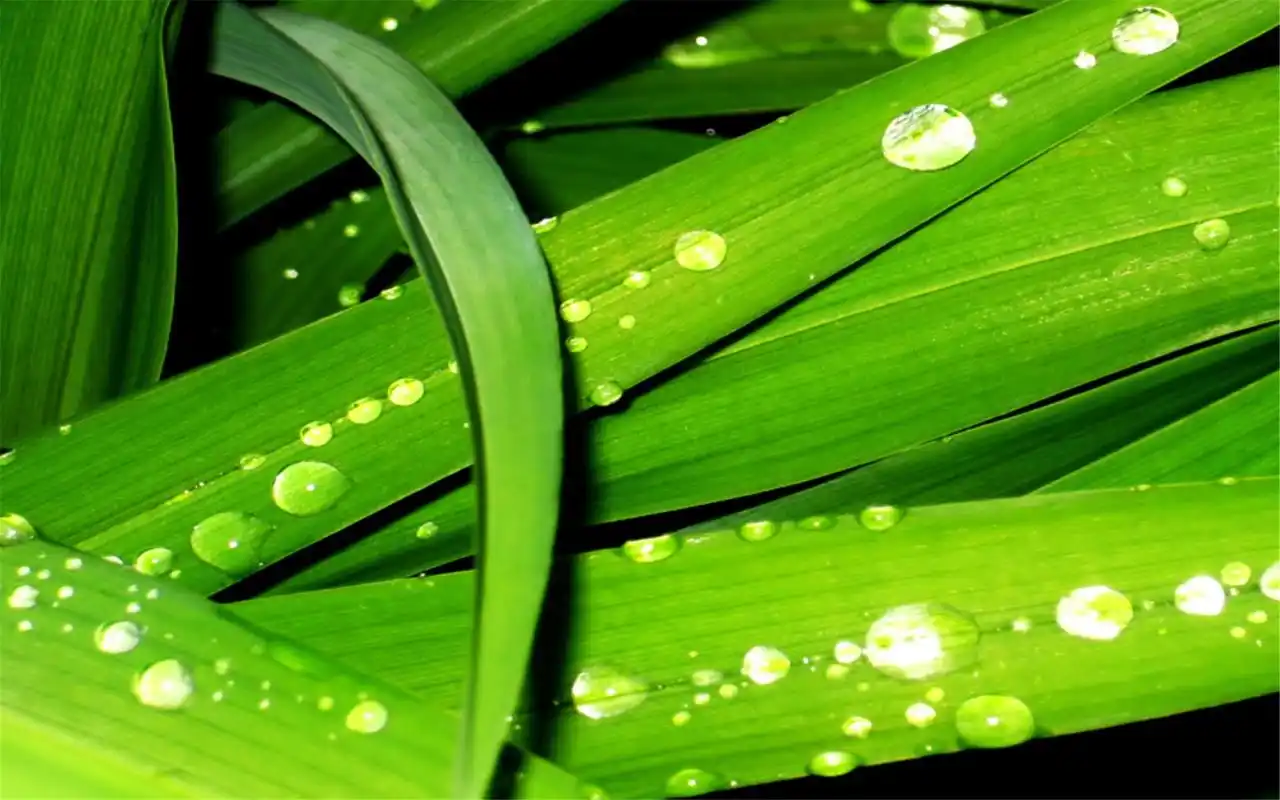 小清新绿叶护眼植物桌面壁纸图片大全(二)