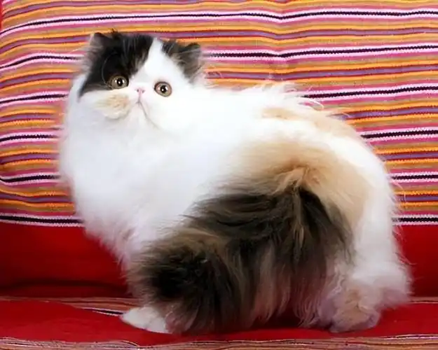 波斯猫"弃养率"高的原因,这几点很"招人烦"