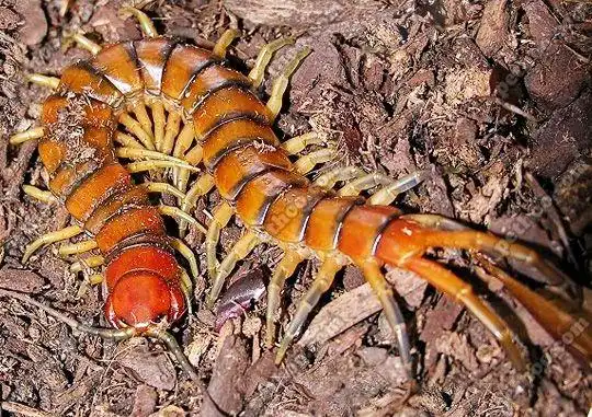 世界最可怕的十种蜈蚣体长近半米实在太吓人