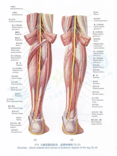 因为人体活动经常需要小腿去运动,所以小腿大部分软组织都是肌肉,肌腱