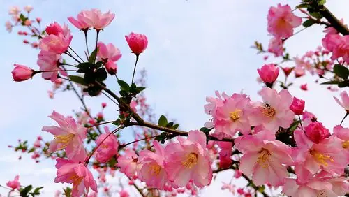 阳光灿烂!暖意浓浓!一年中最美的季节春天已经来临!