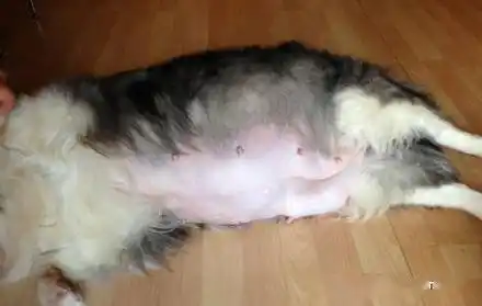 教你几种方法判断边牧是否怀孕