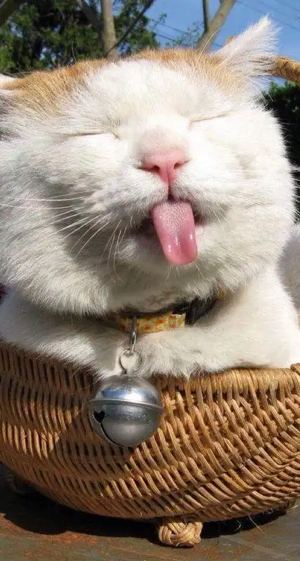 可爱搞笑的猫图