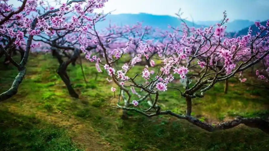 小清新唯美桃花林高清桌面壁纸