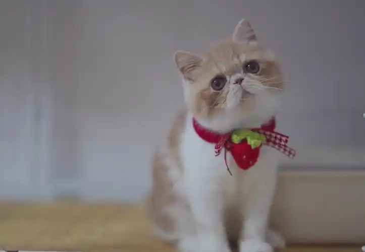 超萌加菲猫. - 宠物花鸟市场 - 得意生活-武汉生活消费社区